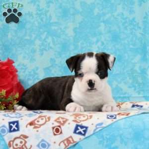 Douglas, Boston Terrier Puppy